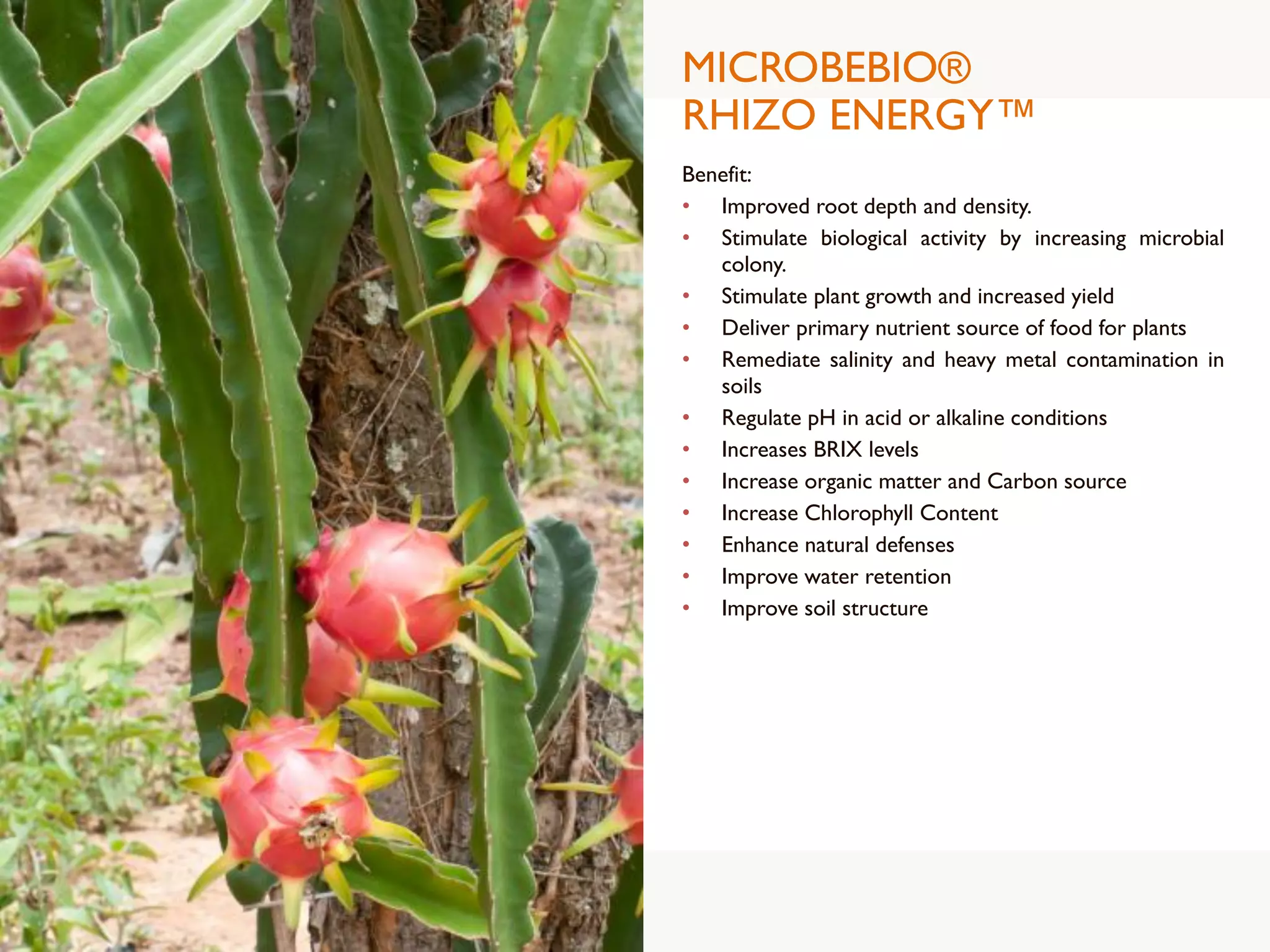 MICROBEBIO®
RHIZO ENERGY™
Benefit:
• Improved root depth and density.
• Stimulate biological activity by increasing microbial
colony.
• Stimulate plant growth and increased yield
• Deliver primary nutrient source of food for plants
• Remediate salinity and heavy metal contamination in
soils
• Regulate pH in acid or alkaline conditions
• Increases BRIX levels
• Increase organic matter and Carbon source
• Increase Chlorophyll Content
• Enhance natural defenses
• Improve water retention
• Improve soil structure
 