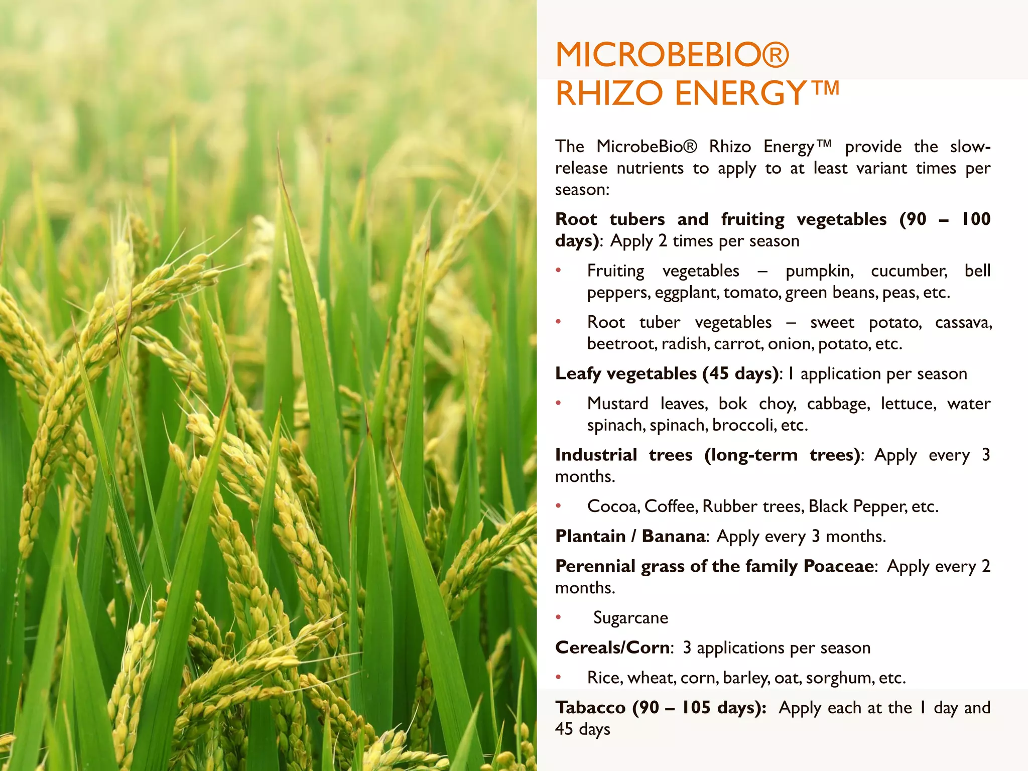 MICROBEBIO®
RHIZO ENERGY™
The MicrobeBio® Rhizo Energy™ provide the slow-
release nutrients to apply to at least variant times per
season:
Root tubers and fruiting vegetables (90 – 100
days): Apply 2 times per season
• Fruiting vegetables – pumpkin, cucumber, bell
peppers, eggplant, tomato, green beans, peas, etc.
• Root tuber vegetables – sweet potato, cassava,
beetroot, radish, carrot, onion, potato, etc.
Leafy vegetables (45 days): 1 application per season
• Mustard leaves, bok choy, cabbage, lettuce, water
spinach, spinach, broccoli, etc.
Industrial trees (long-term trees): Apply every 3
months.
• Cocoa, Coffee, Rubber trees, Black Pepper, etc.
Plantain / Banana: Apply every 3 months.
Perennial grass of the family Poaceae: Apply every 2
months.
• Sugarcane
Cereals/Corn: 3 applications per season
• Rice, wheat, corn, barley, oat, sorghum, etc.
Tabacco (90 – 105 days): Apply each at the 1 day and
45 days
 