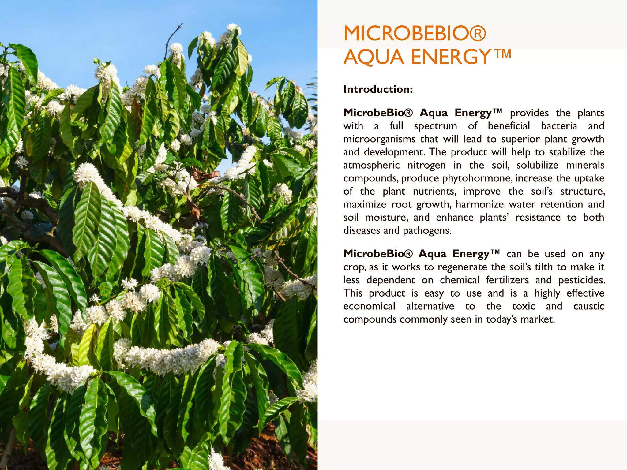 MICROBEBIO®
AQUA ENERGY™
Introduction:
MicrobeBio® Aqua Energy™ provides the plants
with a full spectrum of beneficial bacteria and
microorganisms that will lead to superior plant growth
and development. The product will help to stabilize the
atmospheric nitrogen in the soil, solubilize minerals
compounds, produce phytohormone, increase the uptake
of the plant nutrients, improve the soil’s structure,
maximize root growth, harmonize water retention and
soil moisture, and enhance plants’ resistance to both
diseases and pathogens.
MicrobeBio® Aqua Energy™ can be used on any
crop, as it works to regenerate the soil’s tilth to make it
less dependent on chemical fertilizers and pesticides.
This product is easy to use and is a highly effective
economical alternative to the toxic and caustic
compounds commonly seen in today’s market.
 