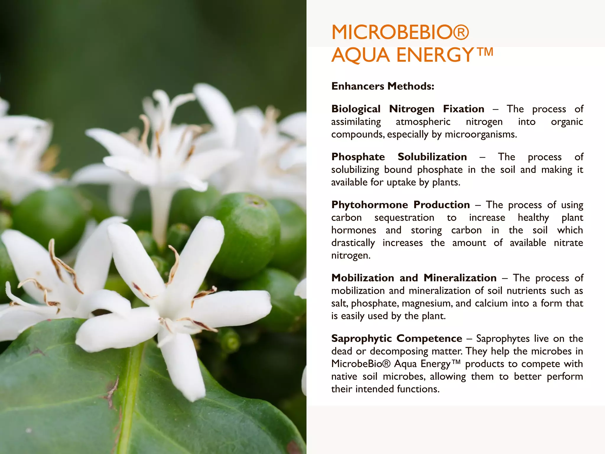 MICROBEBIO®
AQUA ENERGY™
Enhancers Methods:
Biological Nitrogen Fixation – The process of
assimilating atmospheric nitrogen into organic
compounds, especially by microorganisms.
Phosphate Solubilization – The process of
solubilizing bound phosphate in the soil and making it
available for uptake by plants.
Phytohormone Production – The process of using
carbon sequestration to increase healthy plant
hormones and storing carbon in the soil which
drastically increases the amount of available nitrate
nitrogen.
Mobilization and Mineralization – The process of
mobilization and mineralization of soil nutrients such as
salt, phosphate, magnesium, and calcium into a form that
is easily used by the plant.
Saprophytic Competence – Saprophytes live on the
dead or decomposing matter. They help the microbes in
MicrobeBio® Aqua Energy™ products to compete with
native soil microbes, allowing them to better perform
their intended functions.
 