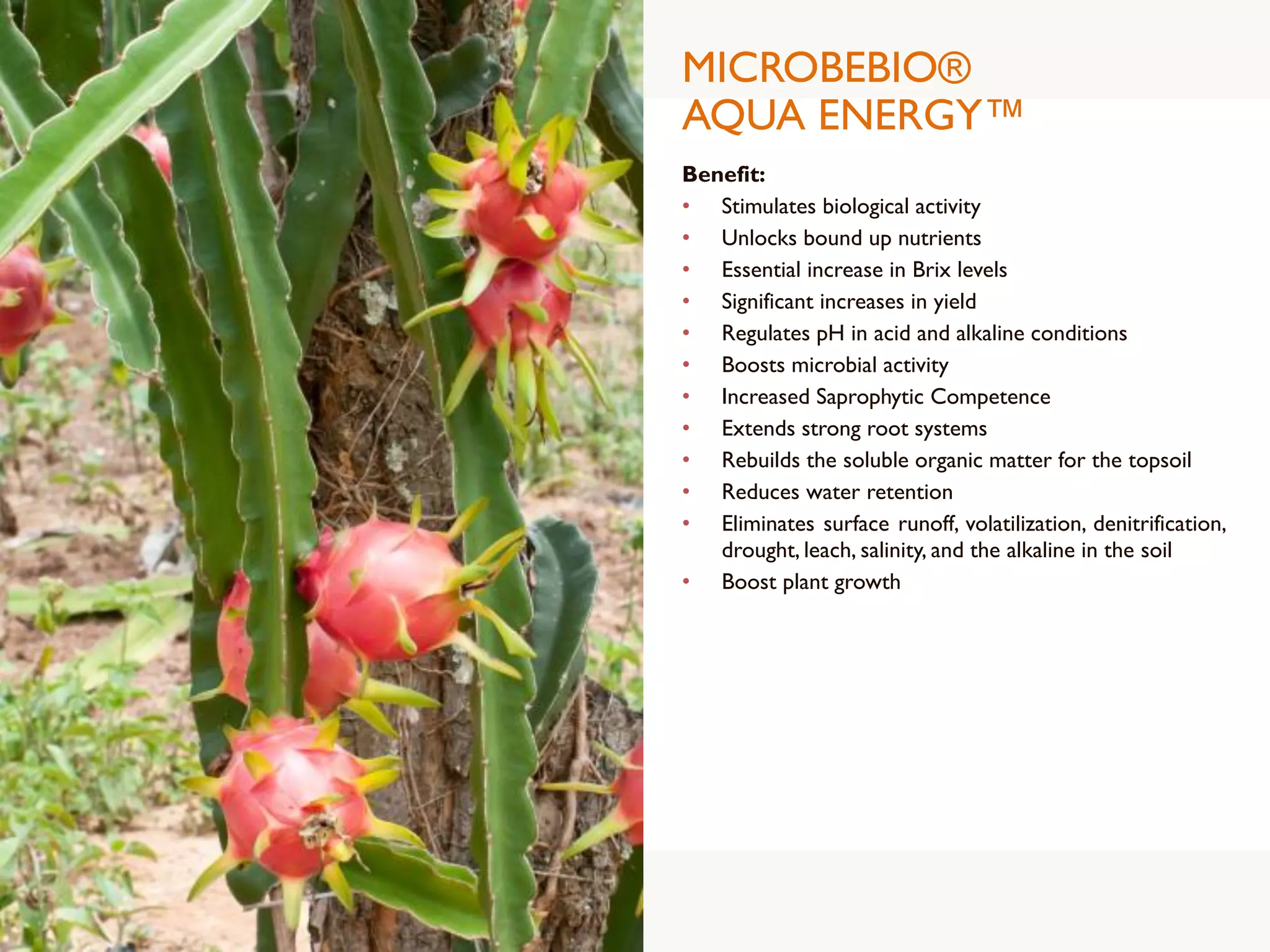 MICROBEBIO®
AQUA ENERGY™
Benefit:
• Stimulates biological activity
• Unlocks bound up nutrients
• Essential increase in Brix levels
• Significant increases in yield
• Regulates pH in acid and alkaline conditions
• Boosts microbial activity
• Increased Saprophytic Competence
• Extends strong root systems
• Rebuilds the soluble organic matter for the topsoil
• Reduces water retention
• Eliminates surface runoff, volatilization, denitrification,
drought, leach, salinity, and the alkaline in the soil
• Boost plant growth
 