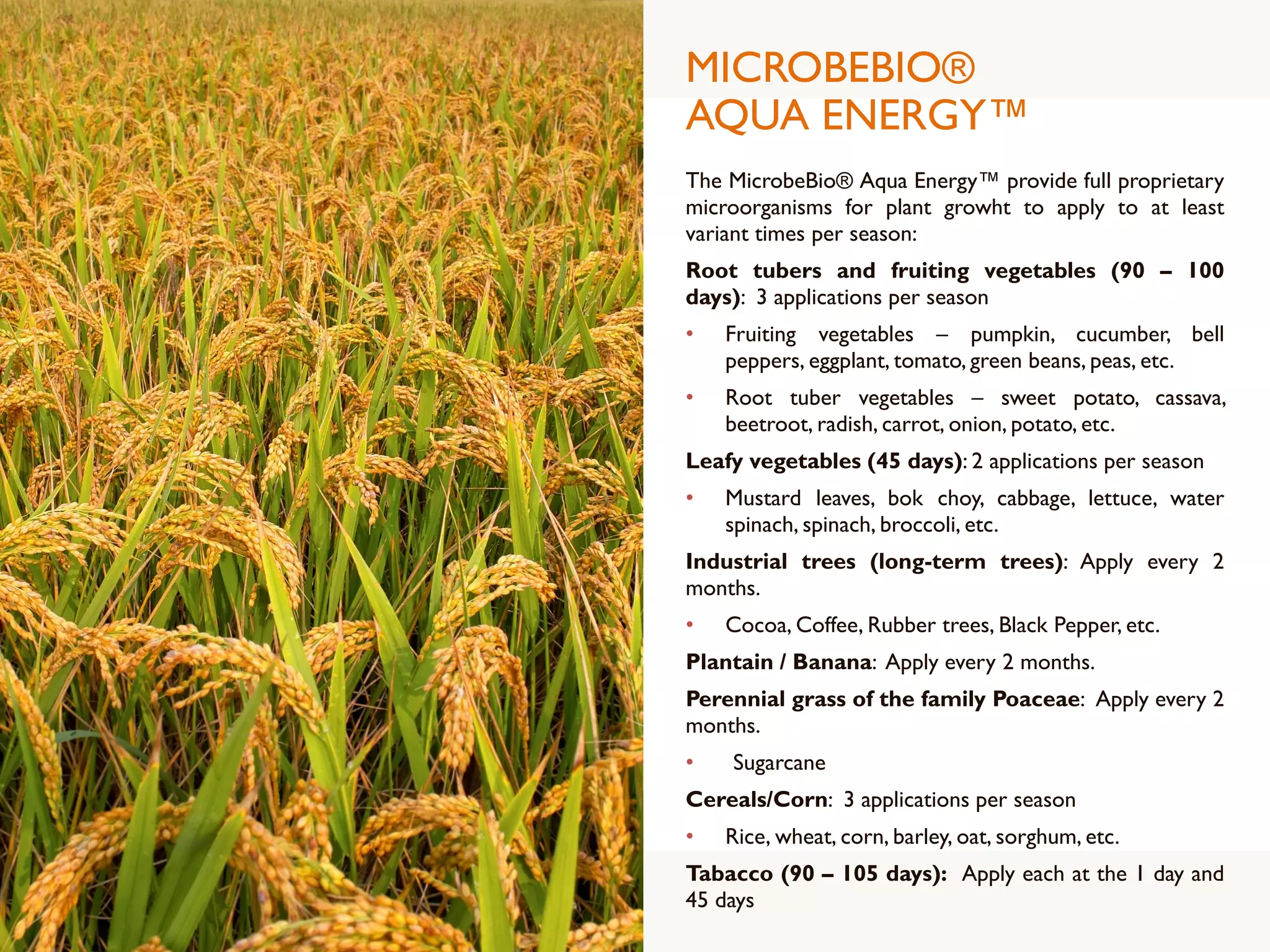 MICROBEBIO®
AQUA ENERGY™
The MicrobeBio® Aqua Energy™ provide full proprietary
microorganisms for plant growht to apply to at least
variant times per season:
Root tubers and fruiting vegetables (90 – 100
days): 3 applications per season
• Fruiting vegetables – pumpkin, cucumber, bell
peppers, eggplant, tomato, green beans, peas, etc.
• Root tuber vegetables – sweet potato, cassava,
beetroot, radish, carrot, onion, potato, etc.
Leafy vegetables (45 days): 2 applications per season
• Mustard leaves, bok choy, cabbage, lettuce, water
spinach, spinach, broccoli, etc.
Industrial trees (long-term trees): Apply every 2
months.
• Cocoa, Coffee, Rubber trees, Black Pepper, etc.
Plantain / Banana: Apply every 2 months.
Perennial grass of the family Poaceae: Apply every 2
months.
• Sugarcane
Cereals/Corn: 3 applications per season
• Rice, wheat, corn, barley, oat, sorghum, etc.
Tabacco (90 – 105 days): Apply each at the 1 day and
45 days
 