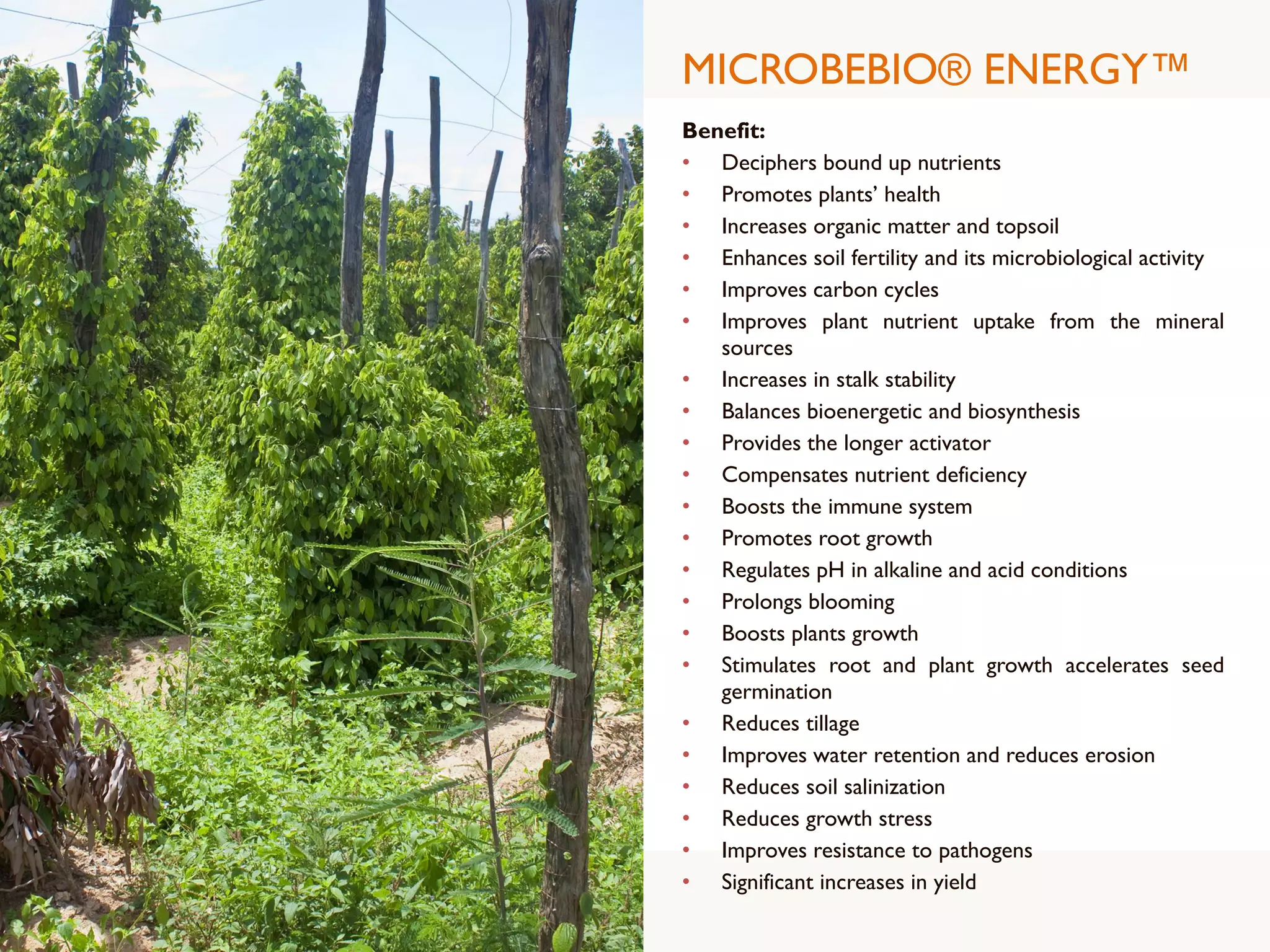 MICROBEBIO® ENERGY™
Benefit:
• Deciphers bound up nutrients
• Promotes plants’ health
• Increases organic matter and topsoil
• Enhances soil fertility and its microbiological activity
• Improves carbon cycles
• Improves plant nutrient uptake from the mineral
sources
• Increases in stalk stability
• Balances bioenergetic and biosynthesis
• Provides the longer activator
• Compensates nutrient deficiency
• Boosts the immune system
• Promotes root growth
• Regulates pH in alkaline and acid conditions
• Prolongs blooming
• Boosts plants growth
• Stimulates root and plant growth accelerates seed
germination
• Reduces tillage
• Improves water retention and reduces erosion
• Reduces soil salinization
• Reduces growth stress
• Improves resistance to pathogens
• Significant increases in yield
 