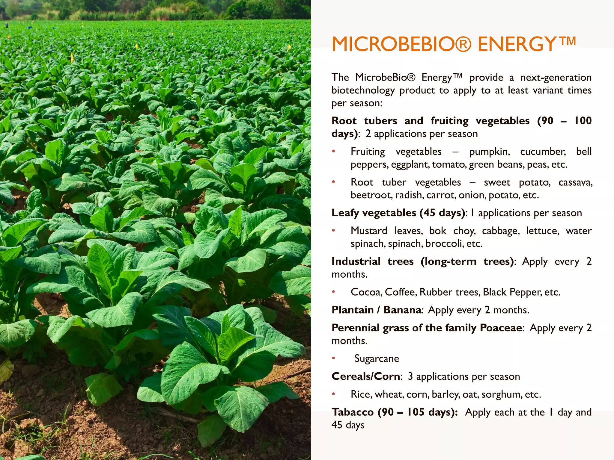 MICROBEBIO® ENERGY™
The MicrobeBio® Energy™ provide a next-generation
biotechnology product to apply to at least variant times
per season:
Root tubers and fruiting vegetables (90 – 100
days): 2 applications per season
• Fruiting vegetables – pumpkin, cucumber, bell
peppers, eggplant, tomato, green beans, peas, etc.
• Root tuber vegetables – sweet potato, cassava,
beetroot, radish, carrot, onion, potato, etc.
Leafy vegetables (45 days): 1 applications per season
• Mustard leaves, bok choy, cabbage, lettuce, water
spinach, spinach, broccoli, etc.
Industrial trees (long-term trees): Apply every 2
months.
• Cocoa, Coffee, Rubber trees, Black Pepper, etc.
Plantain / Banana: Apply every 2 months.
Perennial grass of the family Poaceae: Apply every 2
months.
• Sugarcane
Cereals/Corn: 3 applications per season
• Rice, wheat, corn, barley, oat, sorghum, etc.
Tabacco (90 – 105 days): Apply each at the 1 day and
45 days
 