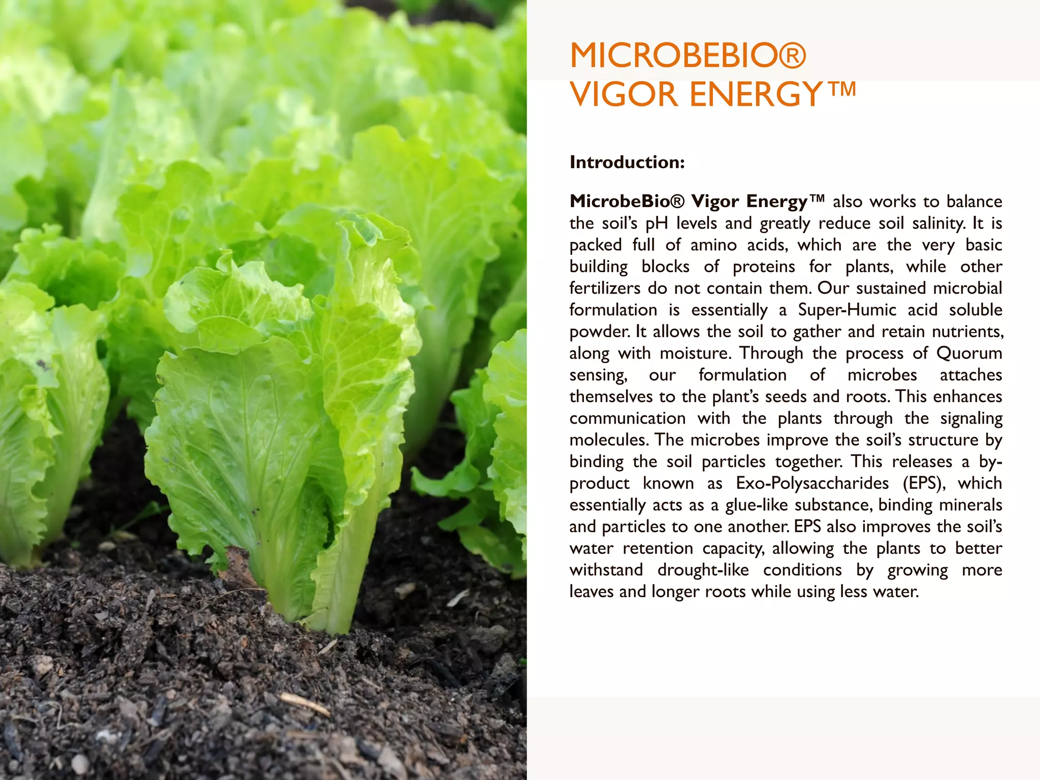 MICROBEBIO®
VIGOR ENERGY™
Introduction:
MicrobeBio® Vigor Energy™ also works to balance
the soil’s pH levels and greatly reduce soil salinity. It is
packed full of amino acids, which are the very basic
building blocks of proteins for plants, while other
fertilizers do not contain them. Our sustained microbial
formulation is essentially a Super-Humic acid soluble
powder. It allows the soil to gather and retain nutrients,
along with moisture. Through the process of Quorum
sensing, our formulation of microbes attaches
themselves to the plant’s seeds and roots. This enhances
communication with the plants through the signaling
molecules. The microbes improve the soil’s structure by
binding the soil particles together. This releases a by-
product known as Exo-Polysaccharides (EPS), which
essentially acts as a glue-like substance, binding minerals
and particles to one another. EPS also improves the soil’s
water retention capacity, allowing the plants to better
withstand drought-like conditions by growing more
leaves and longer roots while using less water.
 