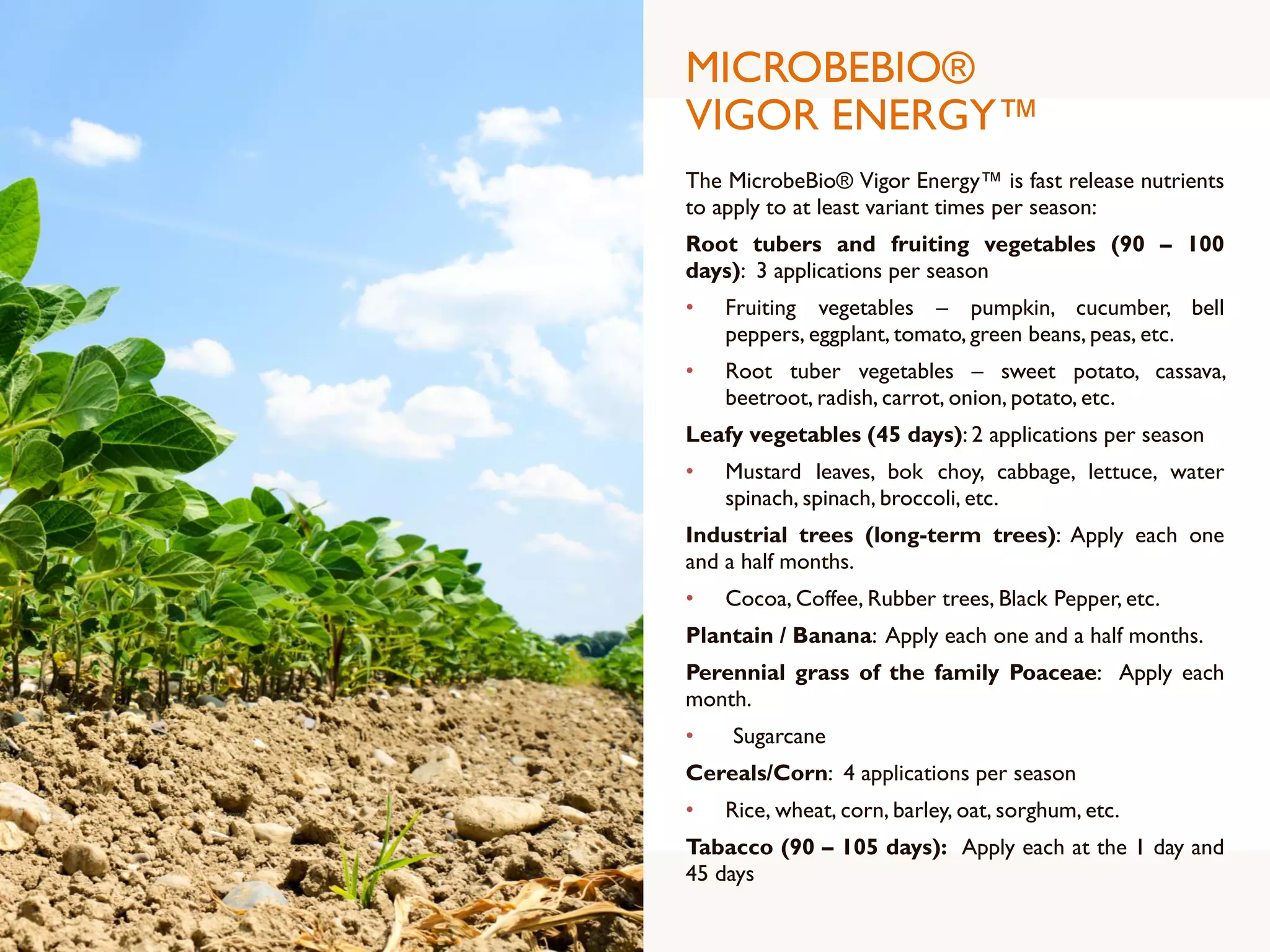 MICROBEBIO®
VIGOR ENERGY™
The MicrobeBio® Vigor Energy™ is fast release nutrients
to apply to at least variant times per season:
Root tubers and fruiting vegetables (90 – 100
days): 3 applications per season
• Fruiting vegetables – pumpkin, cucumber, bell
peppers, eggplant, tomato, green beans, peas, etc.
• Root tuber vegetables – sweet potato, cassava,
beetroot, radish, carrot, onion, potato, etc.
Leafy vegetables (45 days): 2 applications per season
• Mustard leaves, bok choy, cabbage, lettuce, water
spinach, spinach, broccoli, etc.
Industrial trees (long-term trees): Apply each one
and a half months.
• Cocoa, Coffee, Rubber trees, Black Pepper, etc.
Plantain / Banana: Apply each one and a half months.
Perennial grass of the family Poaceae: Apply each
month.
• Sugarcane
Cereals/Corn: 4 applications per season
• Rice, wheat, corn, barley, oat, sorghum, etc.
Tabacco (90 – 105 days): Apply each at the 1 day and
45 days
 