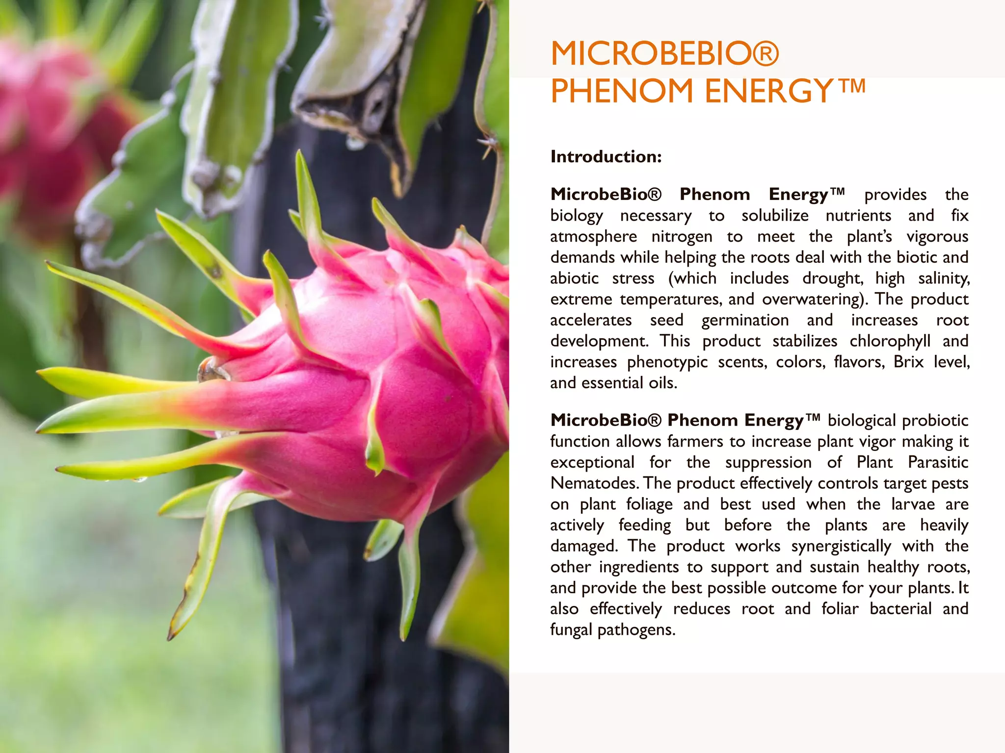 MICROBEBIO®
PHENOM ENERGY™
Introduction:
MicrobeBio® Phenom Energy™ provides the
biology necessary to solubilize nutrients and fix
atmosphere nitrogen to meet the plant’s vigorous
demands while helping the roots deal with the biotic and
abiotic stress (which includes drought, high salinity,
extreme temperatures, and overwatering). The product
accelerates seed germination and increases root
development. This product stabilizes chlorophyll and
increases phenotypic scents, colors, flavors, Brix level,
and essential oils.
MicrobeBio® Phenom Energy™ biological probiotic
function allows farmers to increase plant vigor making it
exceptional for the suppression of Plant Parasitic
Nematodes. The product effectively controls target pests
on plant foliage and best used when the larvae are
actively feeding but before the plants are heavily
damaged. The product works synergistically with the
other ingredients to support and sustain healthy roots,
and provide the best possible outcome for your plants. It
also effectively reduces root and foliar bacterial and
fungal pathogens.
 