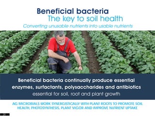 Microbebio Presentation | PPT