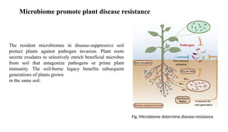 Resident Pathogens Plant microbiome and plant disease resistance | PPTX