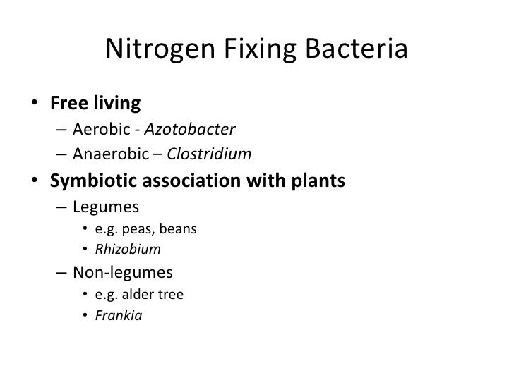 Microbe Plant Mutalisms- Rhizobia/Legumes