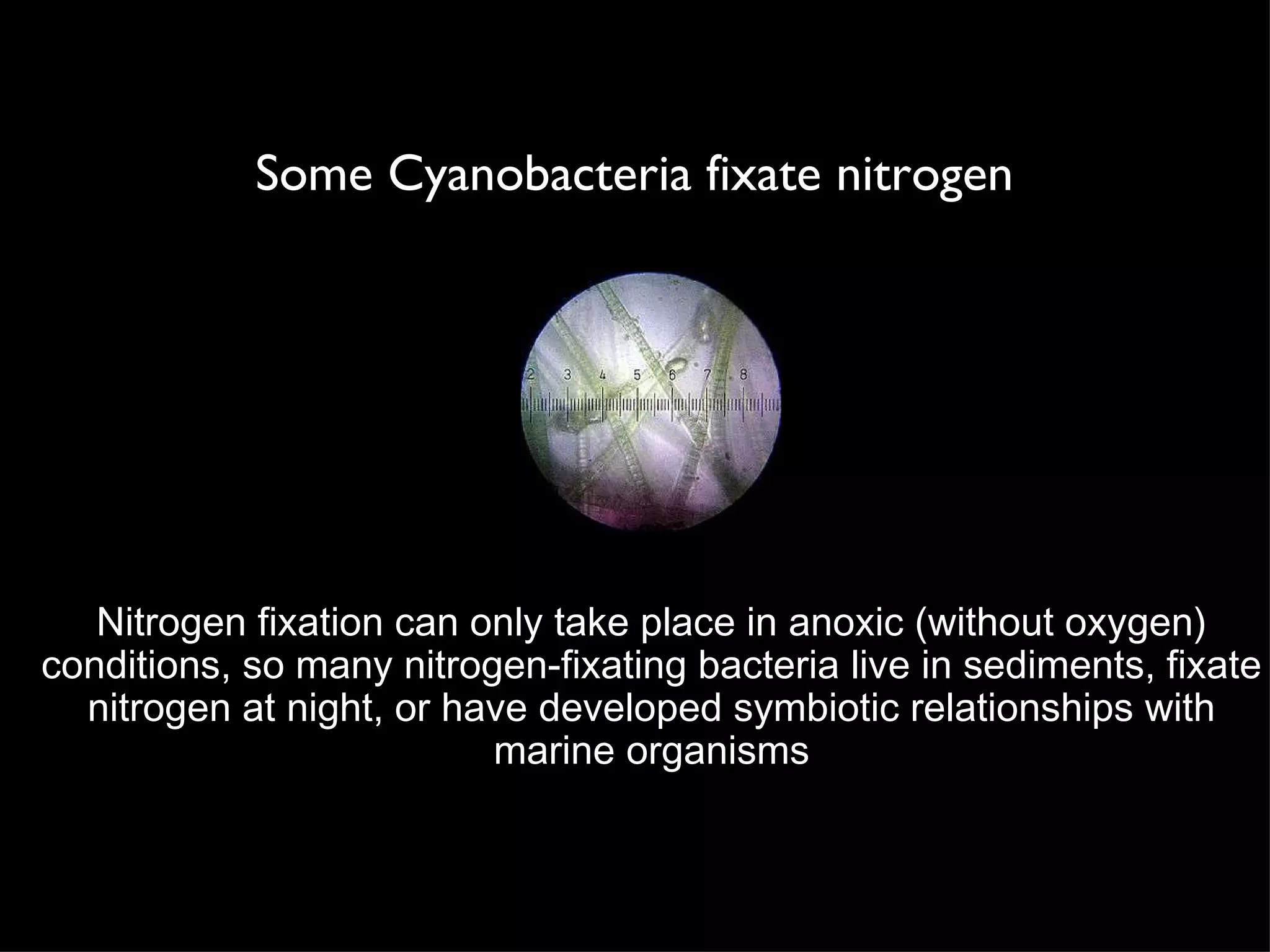 Some Cyanobacteria fixate nitrogen Nitrogen fixation can only take place in anoxic (without oxygen) conditions, so many nitrogen-fixating bacteria live in sediments, fixate nitrogen at night, or have developed symbiotic relationships with marine organisms 