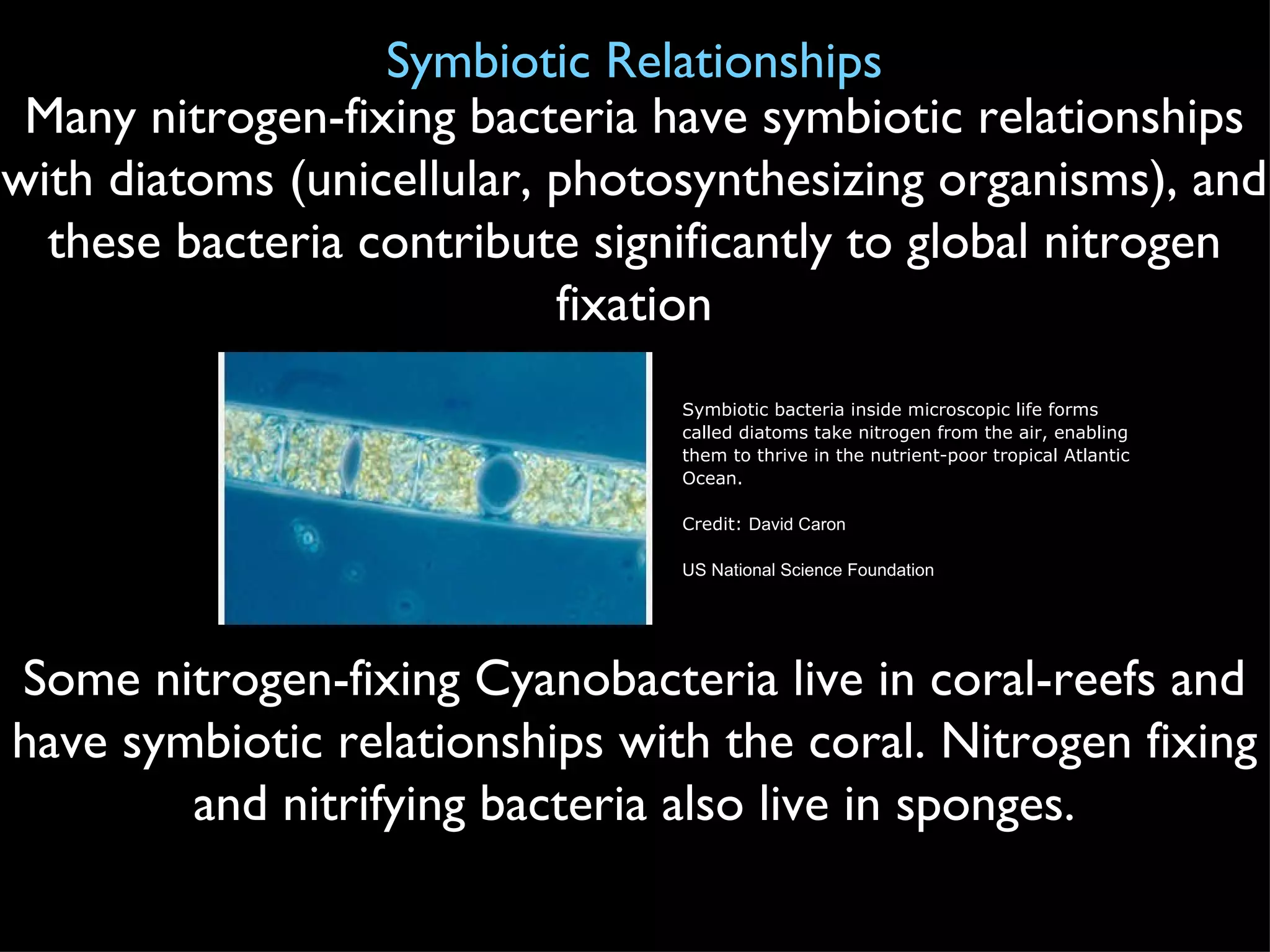 Symbiotic Relationships Many nitrogen-fixing bacteria have symbiotic relationships with diatoms (unicellular, photosynthesizing organisms), and these bacteria contribute significantly to global nitrogen fixation Some nitrogen-fixing Cyanobacteria live in coral-reefs and have symbiotic relationships with the coral. Nitrogen fixing and nitrifying bacteria also live in sponges. Symbiotic bacteria inside microscopic life forms called diatoms take nitrogen from the air, enabling them to thrive in the nutrient-poor tropical Atlantic Ocean. Credit:  David Caron US National Science Foundation 
