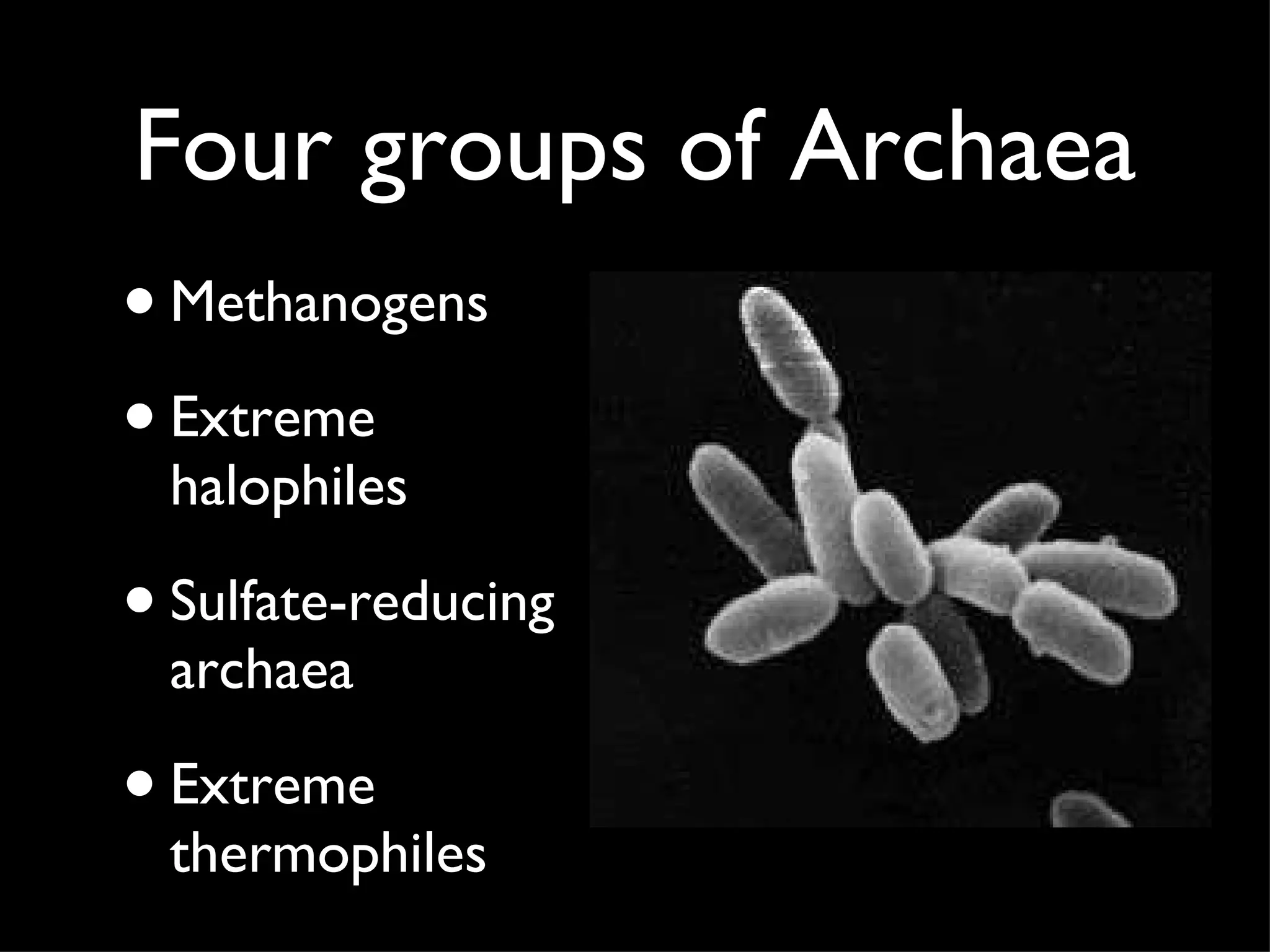 Four groups of Archaea Methanogens Extreme halophiles Sulfate-reducing archaea Extreme thermophiles 