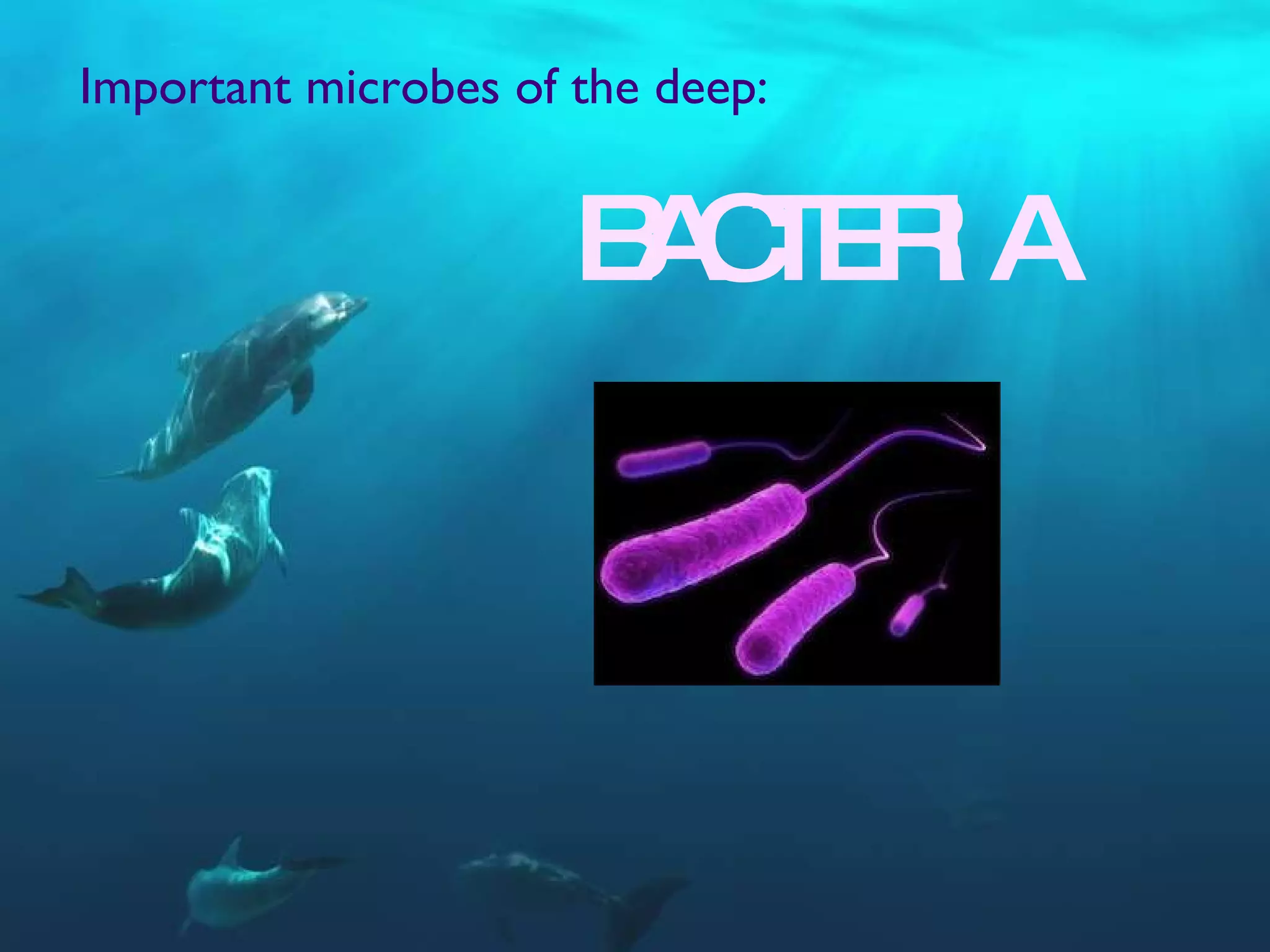 Important microbes of the deep:  BACTERIA 