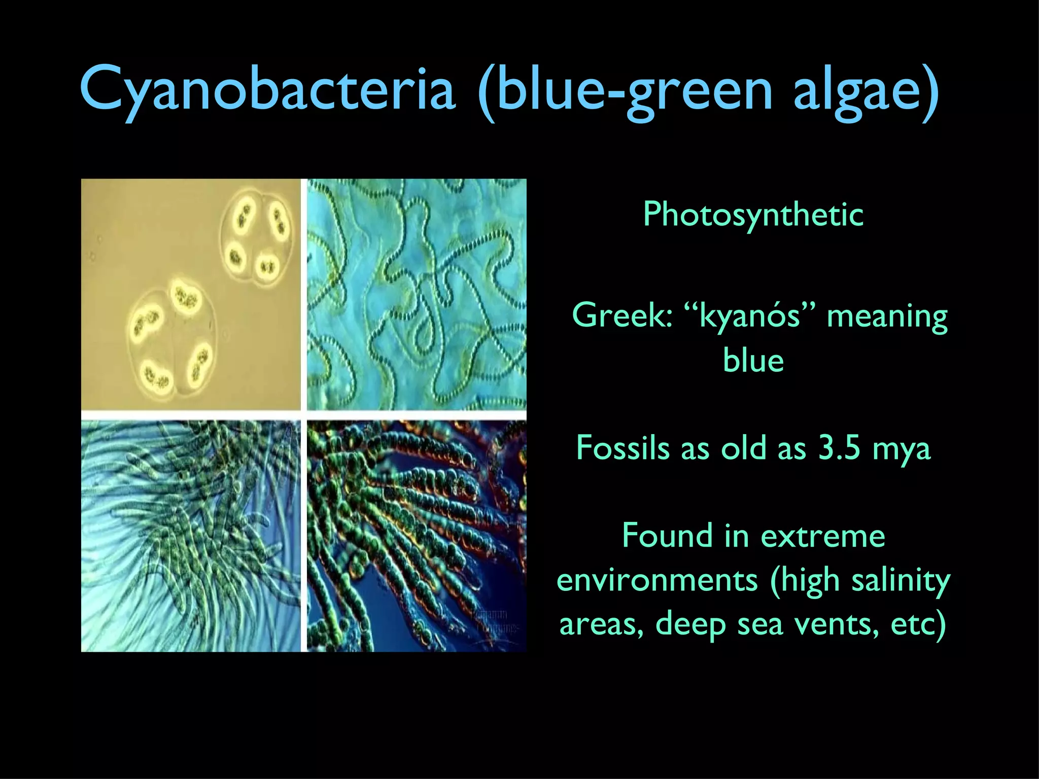 Cyanobacteria (blue-green algae) Photosynthetic Greek: “kyanós” meaning blue Fossils as old as 3.5 mya Found in extreme environments (high salinity areas, deep sea vents, etc) 