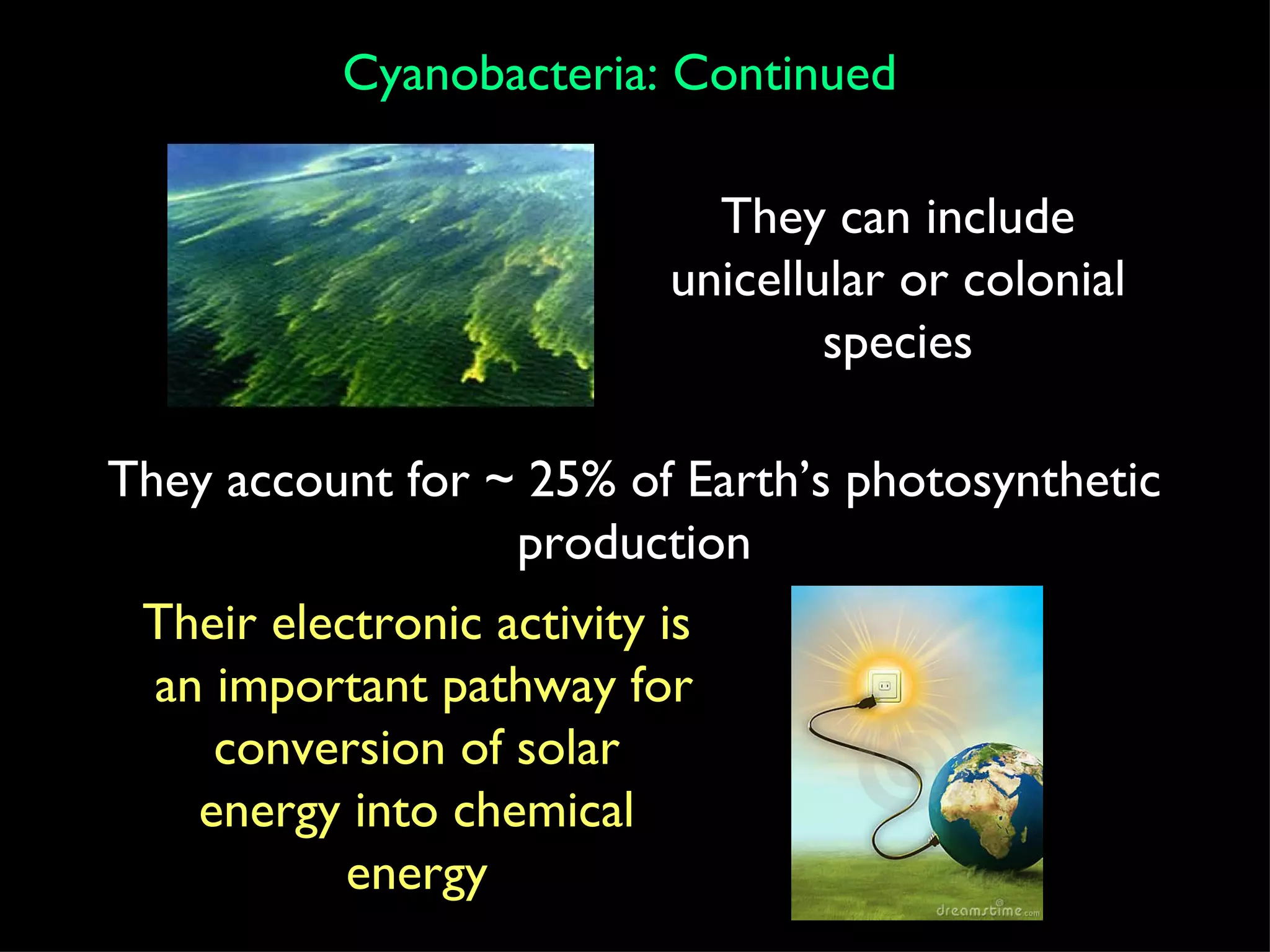 Cyanobacteria: Continued They account for ~ 25% of Earth’s photosynthetic production Their electronic activity is an important pathway for conversion of solar energy into chemical energy They can include unicellular or colonial species 
