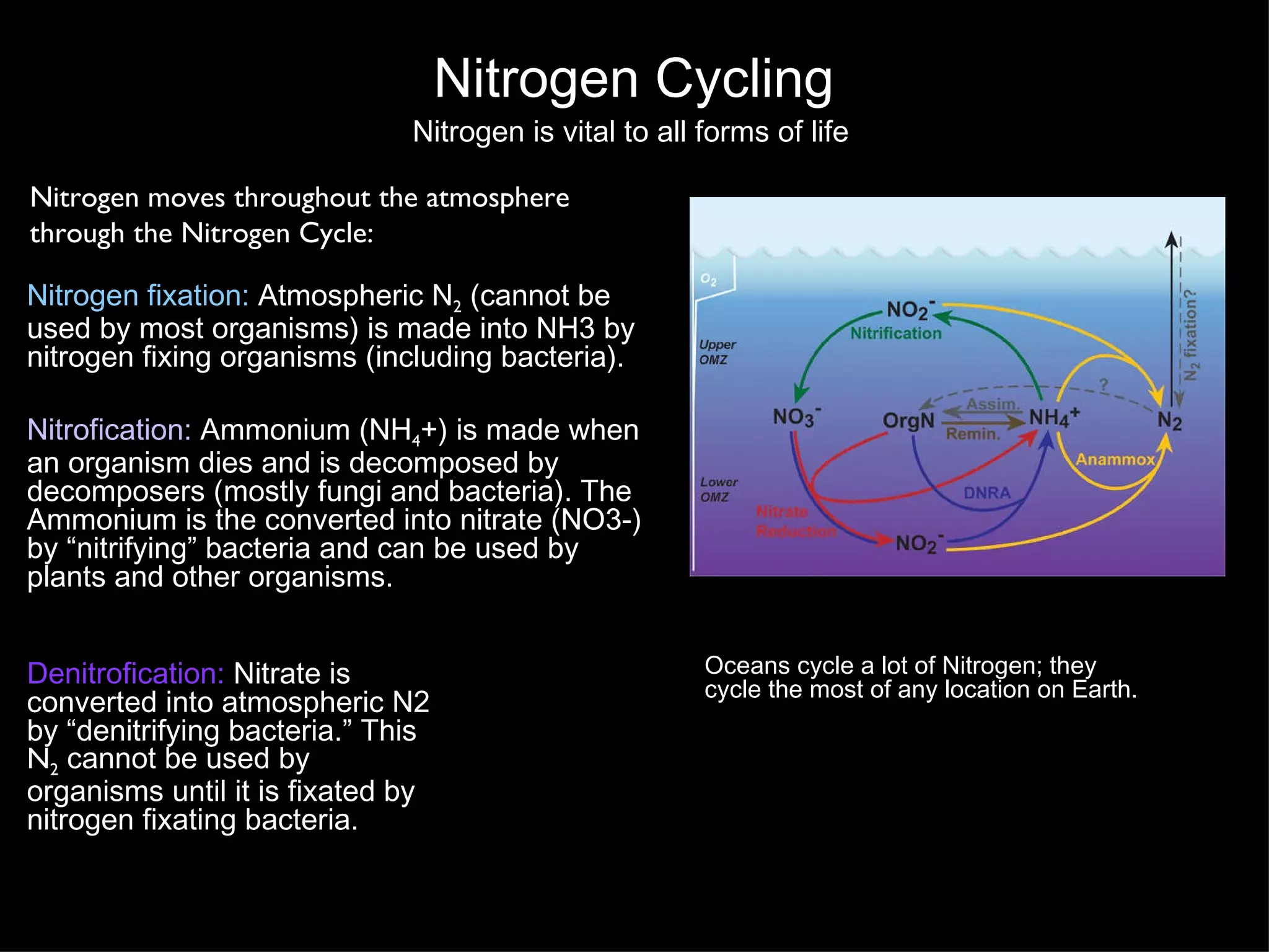 Nitrogen Cycling Nitrogen fixation:  Atmospheric N 2  (cannot be used by most organisms) is made into NH3 by nitrogen fixing organisms (including bacteria). Nitrofication:  Ammonium (NH 4 +) is made when an organism dies and is decomposed by decomposers (mostly fungi and bacteria). The Ammonium is the converted into nitrate (NO3-) by “nitrifying” bacteria and can be used by plants and other organisms. Nitrogen is vital to all forms of life Denitrofication:  Nitrate is converted into atmospheric N2 by “denitrifying bacteria.” This  N 2  cannot be used by organisms until it is fixated by nitrogen fixating bacteria. Nitrogen moves throughout the atmosphere  through the Nitrogen Cycle: Oceans cycle a lot of Nitrogen; they cycle the most of any location on Earth. 
