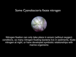 Some Cyanobacteria fixate nitrogen Nitrogen fixation can only take place in anoxic (without oxygen) conditions, so many nitrogen-fixating bacteria live in sediments, fixate nitrogen at night, or have developed symbiotic relationships with marine organisms 