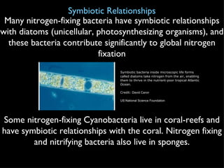 Symbiotic Relationships Many nitrogen-fixing bacteria have symbiotic relationships with diatoms (unicellular, photosynthesizing organisms), and these bacteria contribute significantly to global nitrogen fixation Some nitrogen-fixing Cyanobacteria live in coral-reefs and have symbiotic relationships with the coral. Nitrogen fixing and nitrifying bacteria also live in sponges. Symbiotic bacteria inside microscopic life forms called diatoms take nitrogen from the air, enabling them to thrive in the nutrient-poor tropical Atlantic Ocean. Credit:  David Caron US National Science Foundation 