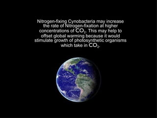 Nitrogen-fixing Cynobacteria may increase the rate of Nitrogen-fixation at higher concentrations of  CO 2 . This may help to offset global warming because it would stimulate growth of photosynthetic organisms which take in  CO 2 . 