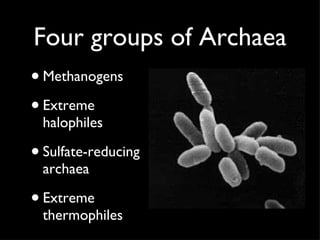 Four groups of Archaea Methanogens Extreme halophiles Sulfate-reducing archaea Extreme thermophiles 