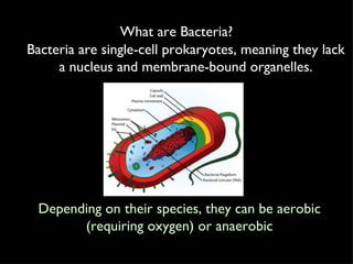What are Bacteria? Bacteria are single-cell prokaryotes, meaning they lack a nucleus and membrane-bound organelles. Depending on their species, they can be aerobic (requiring oxygen) or anaerobic 
