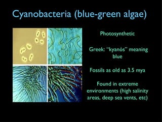 Cyanobacteria (blue-green algae) Photosynthetic Greek: “kyanós” meaning blue Fossils as old as 3.5 mya Found in extreme environments (high salinity areas, deep sea vents, etc) 