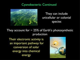 Cyanobacteria: Continued They account for ~ 25% of Earth’s photosynthetic production Their electronic activity is an important pathway for conversion of solar energy into chemical energy They can include unicellular or colonial species 