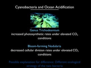 Cyanobacteria and Ocean Acidification Genus Trichodesmium increased photosynthetic rates under elevated CO 2  conditions Bloom-forming Nodularia   decreased cellular division rates under elevated   CO 2  conditions Possible explanation for difference: Different ecological strategy of the two bacteria 
