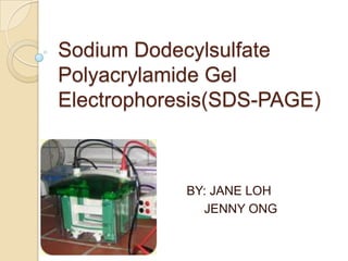 Sodium Dodecylsulfate
Polyacrylamide Gel
Electrophoresis(SDS-PAGE)
BY: JANE LOH
JENNY ONG
 