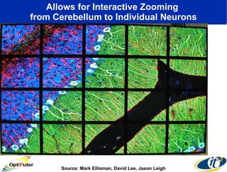Allows for Interactive Zooming  from Cerebellum to Individual Neurons Source: Mark Ellisman, David Lee, Jason Leigh 