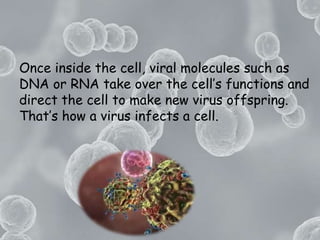 Once inside the cell, viral molecules such as DNA or RNA take over the cell’s functions and direct the cell to make new virus offspring. That’s how a virus infects a cell.