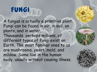 FungiA fungus is actually a primitive plant. Fungi can be found in air, in soil, on plants, and in water. Thousands, perhaps millions, of different types of fungi exist on Earth. The most familiar ones to us are mushrooms, yeast, mold, and mildew. Some live in the human body, usually without causing illness.