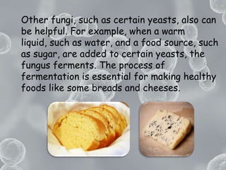Other fungi, such as certain yeasts, also can be helpful. For example, when a warm liquid, such as water, and a food source, such as sugar, are added to certain yeasts, the fungus ferments. The process of fermentation is essential for making healthy foods like some breads and cheeses.