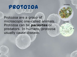 amoebaProtozoaProtozoa are a group of microscopic one-celled animals. Protozoa can be parasites or predators. In humans, protozoa usually cause disease. giardia