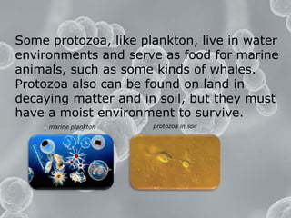 Some protozoa, like plankton, live in water environments and serve as food for marine animals, such as some kinds of whales. Protozoa also can be found on land in decaying matter and in soil, but they must have a moist environment to survive. protozoa in soilmarine plankton