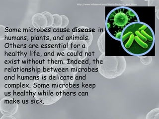 http://www.infobarrel.com/Media/Bacteria_and_VirusSome microbes cause disease in humans, plants, and animals. Others are essential for a healthy life, and we could not exist without them. Indeed, the relationship between microbes and humans is delicate and complex. Some microbes keep us healthy while others can make us sick.