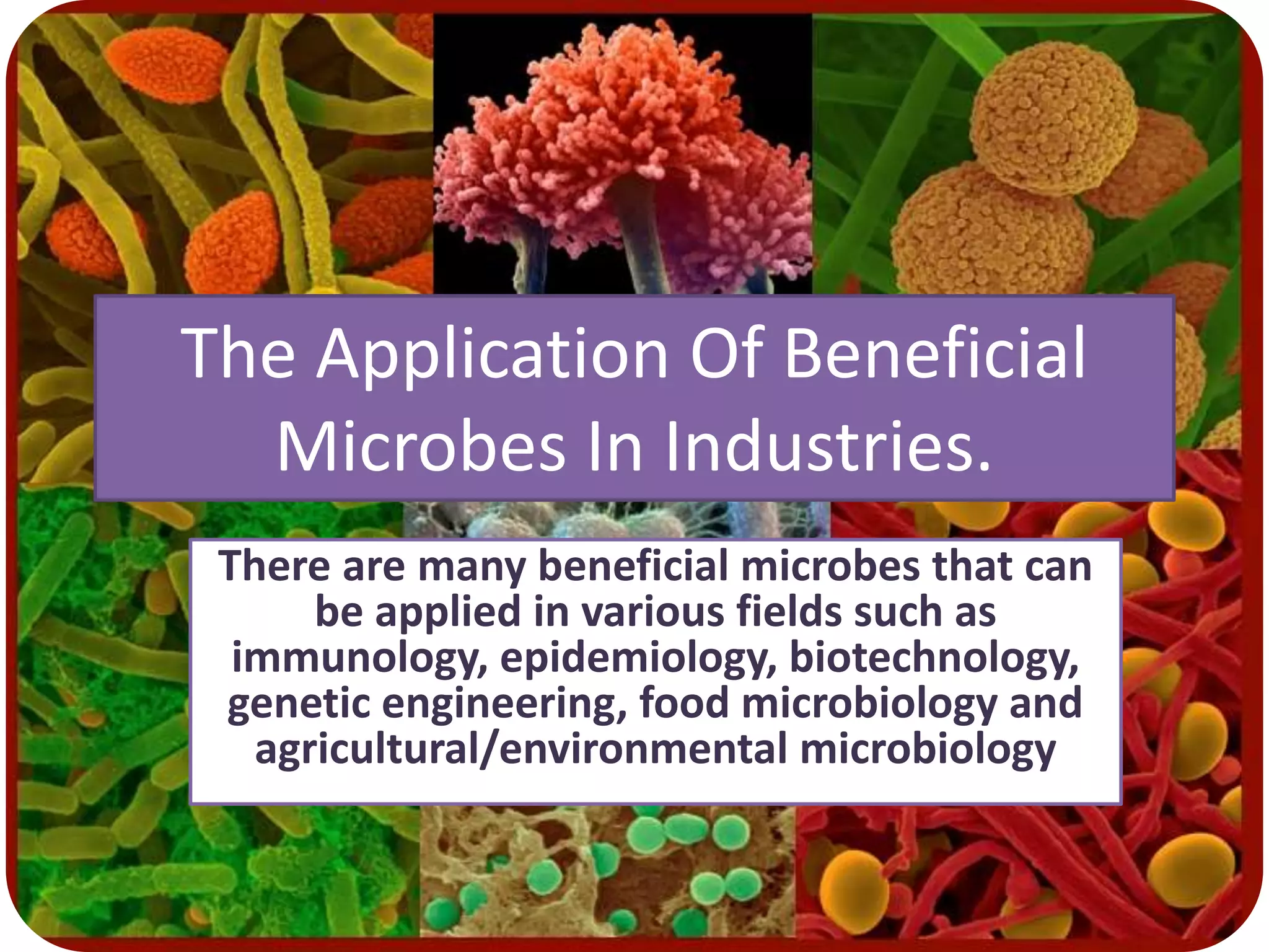 The Application Of Beneficial
Microbes In Industries.
There are many beneficial microbes that can
be applied in various fields such as
immunology, epidemiology, biotechnology,
genetic engineering, food microbiology and
agricultural/environmental microbiology
 