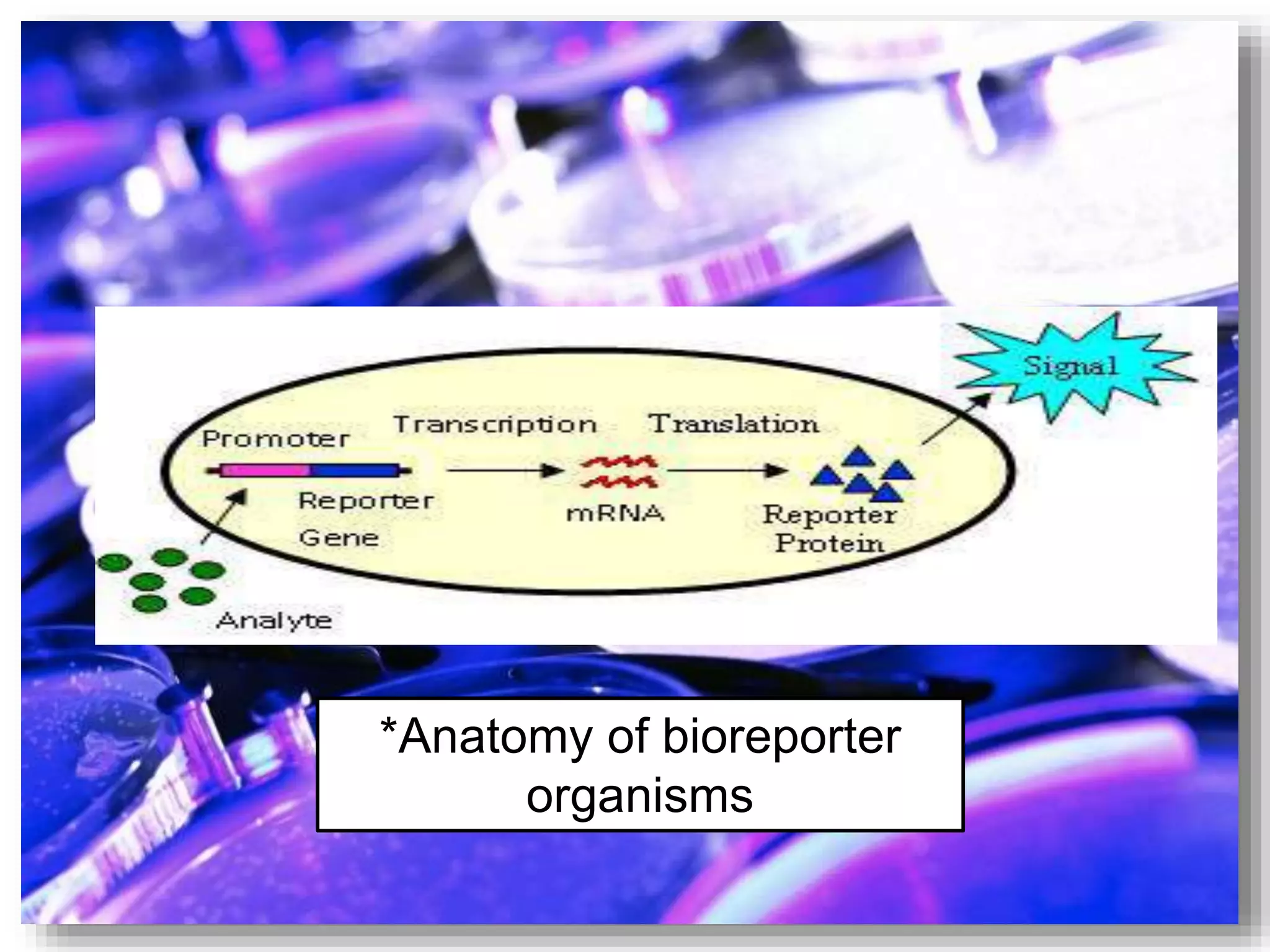 *Anatomy of bioreporter
organisms
 