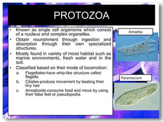 PROTOZOA
• Known as single cell organisms which consist
of a nucleus and complex organelles.
• Obtain nourishment through ingestion and
absorption through their own specialized
structures.
• Mostly found in variety of moist habitat such as
marine environments, fresh water and in the
soil.
• Classified based on their mode of locomotion:
a. Flagellates-have whip-like structure called
flagella
b. Ciliates-produce movement by beating their
tiny hair
c. Amoeboids-consume food and move by using
their false feet or pseudopodia.
Amoeba
Paramecium
 