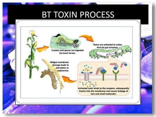 BT TOXIN PROCESS
 