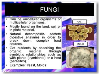 FUNGI
• Can be unicellular organisms or
multicellular organisms.
• Mostly found on the land, soil or
in plant material.
• Natural decomposer- secrete
digestive enzymes in order to
break down complex food
sources.
• Get nutrients by absorbing the
organic material through
symbiotic relationships such as
with plants (symbionts) or a host
(parasites).
• Examples: Yeast, Molds
YEAST
MOLDS
 