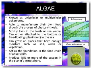 ALGAE
• Known as unicellular or multicellular
eukaryotes.
• Able to manufacture their own food
though the process of photosynthesis.
• Mostly lives in the fresh or sea water-
Can either attached to the bottom or
free-floating (planktonic) in the sea.
• Can grow on places that have enough
moisture such as soil, rocks or
vegetation.
• Act as the foundation in the food chain
of aquatic life.
• Produce 75% or more of the oxygen in
the planet’s atmosphere.
Spirogyra sp.
Chlamydomonas sp.
 