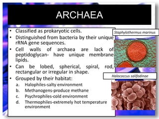 ARCHAEA
• Classified as prokaryotic cells.
• Distinguished from bacteria by their unique
rRNA gene sequences.
• Cell walls of archaea are lack of
peptidoglycan- have unique membrane
lipids.
• Can be lobed, spherical, spiral, rod,
rectangular or irregular in shape.
• Grouped by their habitat:
a. Halophiles-salty environment
b. Methanogens-produce methane
c. Psychrophiles-cold environment
d. Thermophiles-extremely hot temperature
environment
Staphylothermus marinus
Halococcus salifodinae
 