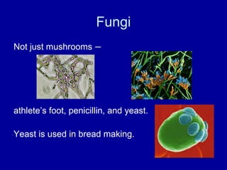 Fungi
Not just mushrooms –
athlete’s foot, penicillin, and yeast.
Yeast is used in bread making.
 