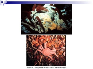 Source:  http://www.biosbcc.net/ocean/marinesci 