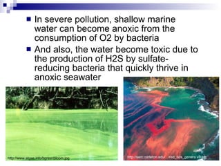 In severe pollution, shallow marine water can become anoxic from the consumption of O2 by bacteria And also, the water become toxic due to the production of H2S by sulfate-reducing bacteria that quickly thrive in anoxic seawater http://serc.carleton.edu/.../red_tide_genera.v3.jpg http://www.algae.info/bgreenbloom.jpg 