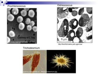 Prochlorococcus Ostreococcus Trichodesmium science.compulenta.ru/.../f46/trichodesmium.jpg  http://bioinformatics.psb.ugent.be/ http://arep.med.harvard.edu/ 