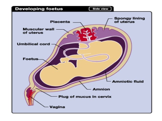 microbes in kannada when does the placenta form