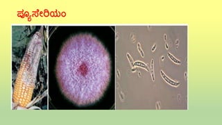 Microbes Rangoli Microbes8 th bsg | PPTX